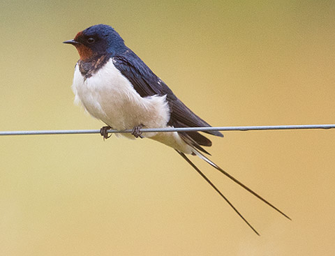 Barn Swallow